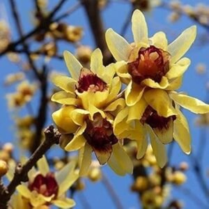 Chimonanthe précoce - Chimonanthus praecox