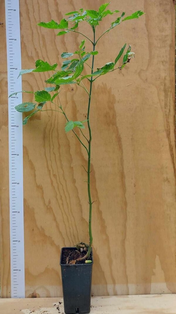 Acer negundo - Érable à feuilles de Frêne