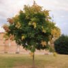 Savonnier - Koelreuteria paniculata - Arbre à lanternes