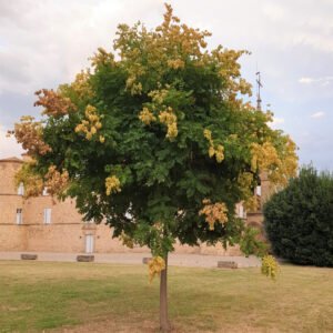Savonnier - Koelreuteria paniculata - Arbre à lanternes