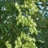 Savonnier - Koelreuteria paniculata - Arbre à lanternes