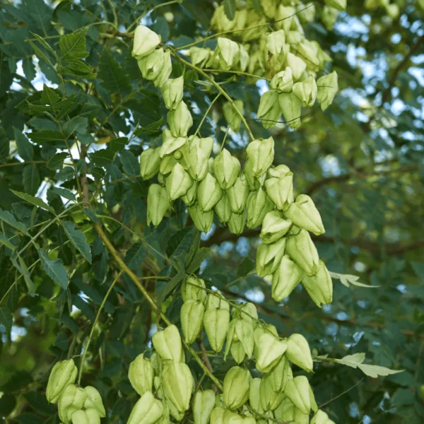 Savonnier - Koelreuteria paniculata - Arbre à lanternes