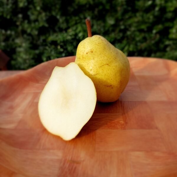 Poirier - William's / Cognassier BA29 (Racines nues)