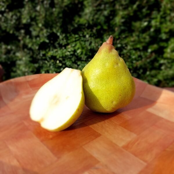 2024/11/1000019116-scaled.jpg Poirier - Doyenne du comice / Cognassier BA29 (Racines nues)