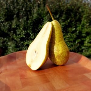 Poirier - Conférence / Kyrshensaller (Racines nues)