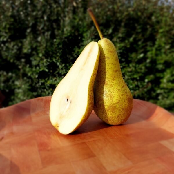 Poirier - Conférence / Kyrshensaller (Racines nues)