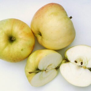 Pommier - Belchard scion (Racines nues)