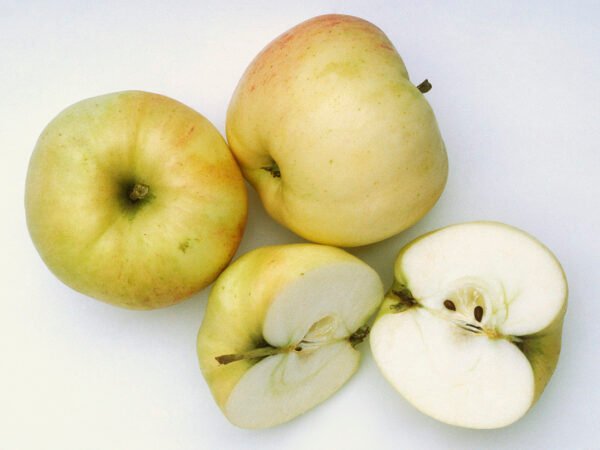 Belchard-Chanteclerc Pommier - Belchard scion (Racines nues)