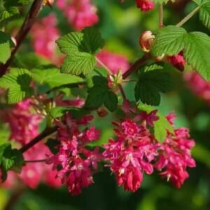 Groseillier à fleurs " Pot 2.4L"