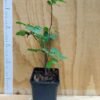 Groseillier à fleurs " Pot 2.4L"