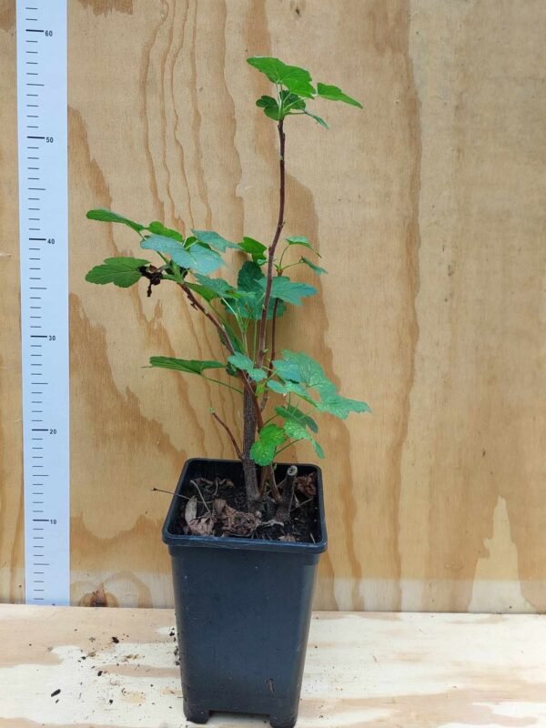 Groseillier à fleurs " Pot 2.4L"