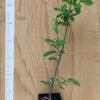 Fusain d'Europe "Pot 2.4L"