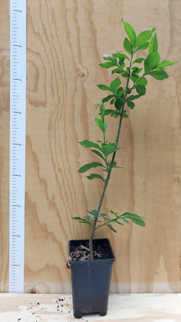 Fusain d'Europe "Pot 2.4L"