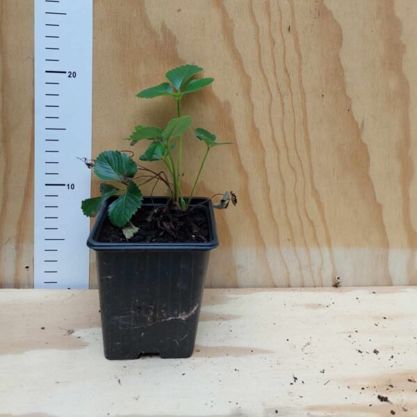 Fraisier Malwina Godet de 9