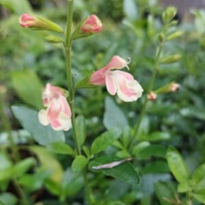 Sauge Arbustive ' Belle De Loire'