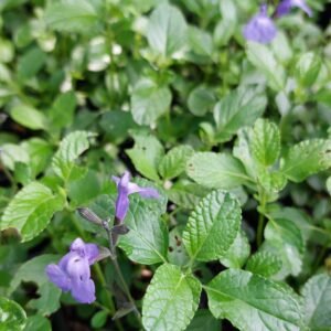Sauge Arbustive 'So Cool Pale Blue'