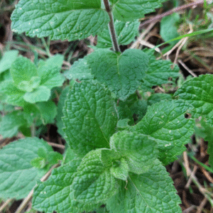 Menthe Pomme