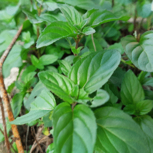 Menthe Basilic