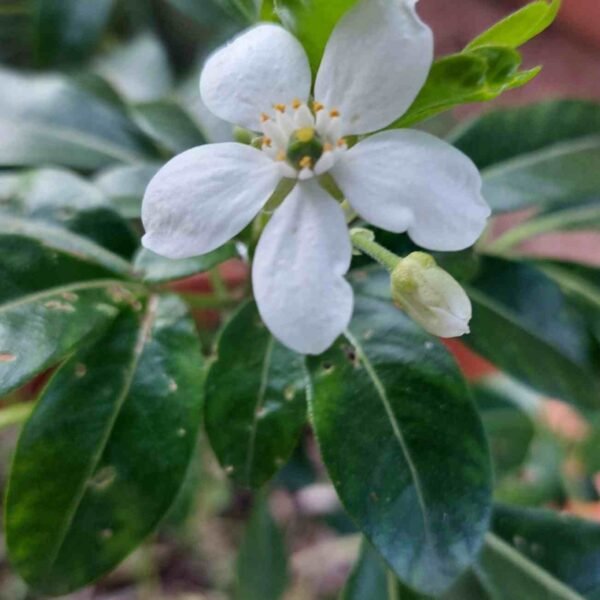 Choisya  ternata "Oranger du Mexique"