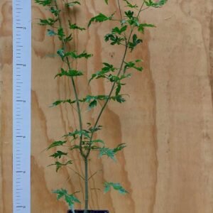 Acer japonicum ‘Dissectum’ (Érable du Japon dissectum)