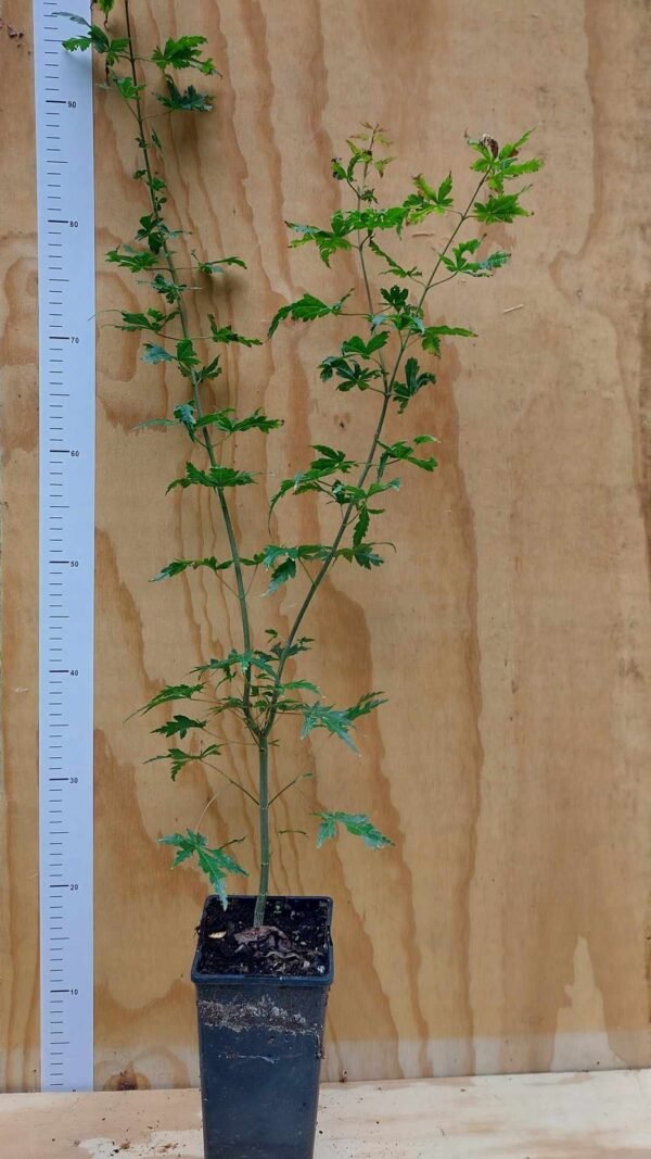 Acer japonicum ‘Dissectum’ (Érable du Japon dissectum)