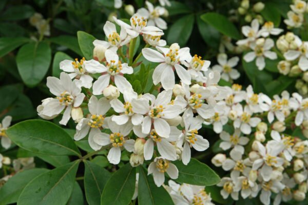 Choisya  ternata "Oranger du Mexique"