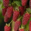 Muroise Tayberry