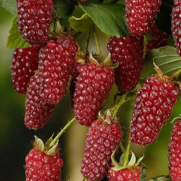 Muroise Tayberry
